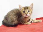 Adopt *BOSLEY a Brown Tabby Domestic Shorthair / Mixed (short coat) cat in