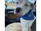 Adopt Zeppelin a White - with Gray or Silver Boxer / American Staffordshire