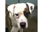 Adopt Dolly a White - with Tan, Yellow or Fawn Boxer / Mixed dog in Greenville