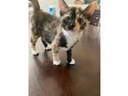 Adopt Minnie a Brown or Chocolate Domestic Shorthair cat in Modesto
