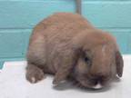 Adopt SNICKERDOODLE a Fawn Other/Unknown / Mixed rabbit in Gardena