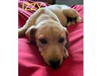 Adopt Izzy a Tan/Yellow/Fawn Labrador Retriever dog in Grand Rapids