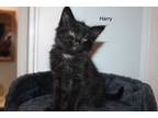 Adopt HARRY* a Black (Mostly) Domestic Shorthair / Mixed (short coat) cat in