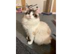 Adopt Astrid a White (Mostly) Himalayan (long coat) cat in Minneapolis