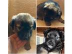 Adopt RAGNAR a Black - with Tan, Yellow or Fawn German Shepherd Dog / German