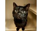 Adopt Michael Scott a All Black Domestic Shorthair / Mixed cat in Providence