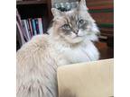 Adopt Yukiko a Tan or Fawn Tabby Ragdoll / Mixed cat in Providence