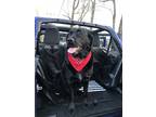 Adopt Buddy a Black Labrador Retriever / Mixed dog in Wilmington, IL (34776453)