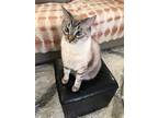 Adopt George a Gray, Blue or Silver Tabby American Shorthair / Mixed (short