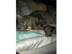Adopt Baby a Brown Tabby Domestic Mediumhair / Mixed (medium coat) cat in Las