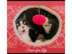 Adopt Luna and Nightmare a Black & White or Tuxedo Norwegian Forest Cat / Mixed