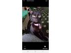 Adopt Squeaks a Black (Mostly) Domestic Shorthair / Mixed (short coat) cat in