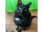 Adopt Prince Iris a All Black Domestic Shorthair / Mixed cat in Saratoga
