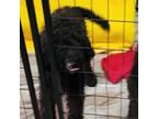 Adopt Sophia a Black Poodle (Standard) / Mixed dog in Branson, MO (34785502)