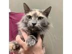 Adopt Honeoye a Gray or Blue Domestic Shorthair / Mixed cat in West Olive
