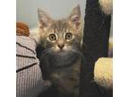 Adopt Gertrude a Gray or Blue Domestic Shorthair / Mixed cat in West Olive
