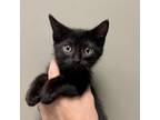 Adopt Ham & Cheese a All Black Domestic Shorthair / Mixed cat in West Olive