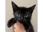 Adopt Meatball Sub a All Black Domestic Shorthair / Mixed cat in West Olive