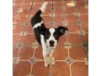 Adopt Chucrut a White - with Tan, Yellow or Fawn Fox Terrier (Wirehaired) /