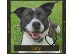 Adopt Lucy a Black Retriever (Unknown Type) / Mixed dog in Erie, PA (34785107)
