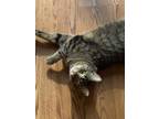 Adopt Popcorn a Gray, Blue or Silver Tabby Domestic Shorthair / Mixed (short