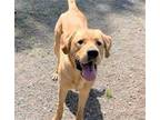 Adopt NIKLAUS a Tan/Yellow/Fawn Labrador Retriever / Mixed dog in Anchorage