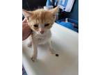 Adopt Sherbert a Domestic Shorthair / Mixed cat in Salt Lake City, UT (34784767)