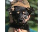 Adopt Basil a Black Rat Terrier / Mixed dog in Normal, IL (34784683)