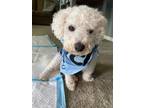 Adopt Royce a White Bichon Frise / Mixed dog in East Greenville, PA (34784806)