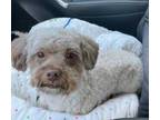 Adopt Mocha a Tan/Yellow/Fawn Poodle (Toy or Tea Cup) / Mixed dog in Justin
