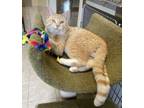 Adopt Goose a Domestic Shorthair / Mixed cat in Nelson, BC (34784482)
