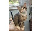 Adopt David Bowie a Domestic Shorthair / Mixed cat in Penticton, BC (34784481)