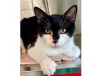 Adopt Freddie Mercury a Domestic Shorthair / Mixed cat in Penticton