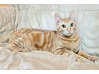 Adopt Candy Cane a Orange or Red Domestic Shorthair / Mixed (short coat) cat in