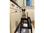 Adopt Pixie a White (Mostly) Snowshoe / Mixed (medium coat) cat in Memphis