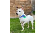 Adopt Wasabi a White - with Brown or Chocolate Jack Russell Terrier / Rat