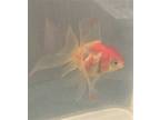 Adopt KENNY a Fish / Mixed reptile, amphibian, and/or fish in Loveland