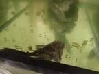 Adopt SIR OMUS a Fish / Mixed reptile, amphibian, and/or fish in Loveland