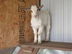 Adopt BRODY a Goat / Mixed farm-type animal in Pueblo, CO (34784202)