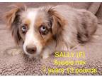 Adopt Sassy a Australian Shepherd / Mixed dog in Lebanon, CT (34783947)