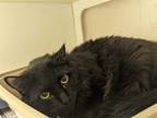 Adopt ANDI a All Black Domestic Shorthair / Mixed (short coat) cat in Anchorage