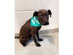 Adopt Bentley a Black Pit Bull Terrier / Mixed dog in Randleman, NC (34783612)