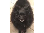 Adopt Gunner in TX a Black Pomeranian / Mixed dog in Cranston, RI (34783605)