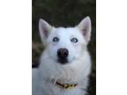 Adopt Jenny a White Husky / Mixed dog in Coldwater, ON (34783596)