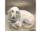 Adopt Bouji - Rescue Only a White Poodle (Standard) / Mixed dog in Arlington