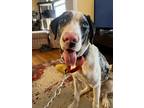 Adopt Raz a Merle Border Collie / German Shorthaired Pointer / Mixed dog in