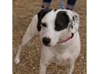 Adopt McFlurry a White Beagle / Jack Russell Terrier / Mixed dog in Richmond