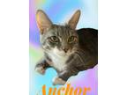 Adopt Anchor a Gray, Blue or Silver Tabby Domestic Shorthair / Mixed cat in