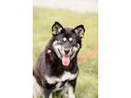 Adopt Naia a Black - with Tan, Yellow or Fawn Husky / Mixed dog in Oro-Medonte