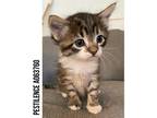 Adopt PESTILENCE a Brown Tabby Domestic Mediumhair / Mixed (medium coat) cat in